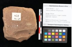 Foto (Objekt + Etikett) von Quercus palaeoilex Ettingshausen (NHMW-GEO-2024-0188-0872)